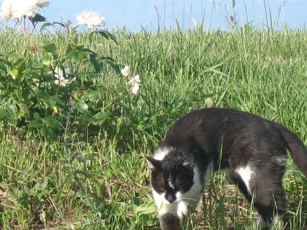 Willa Il Balcone Sul Monferrato Tonco Zewnętrze zdjęcie
